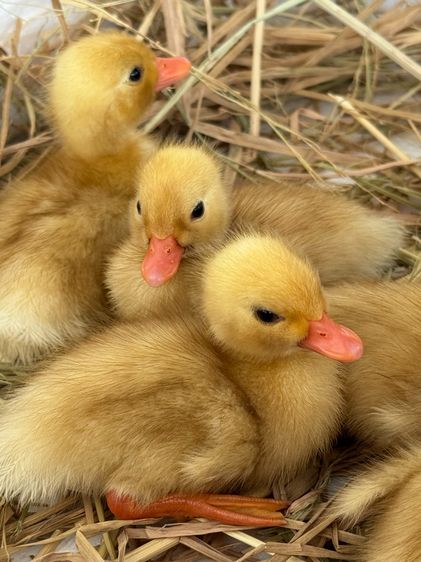 ลูกเป็ดคอลดั๊ก สีขาว และ สีป่า รูปที่ 11