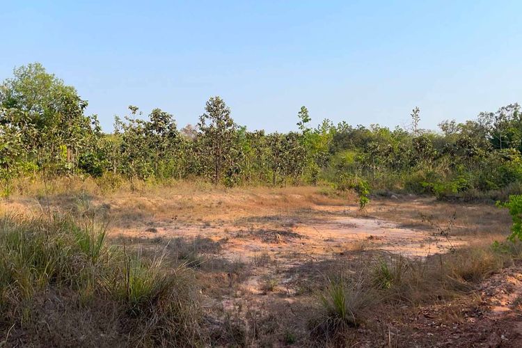 โคตรถูก ช้าหมดอดแน่นอน ที่ดิน อ.พิบูลมังสาหาร จ.อุบลฯ 5 ไร่กว่า ยกแปลงแค่ 8 แสนบาท (เฉลี่ยไร่ละแสนนิดๆ) ราคานี้หาไม่ได้อีกแล้ว รูปที่ 3