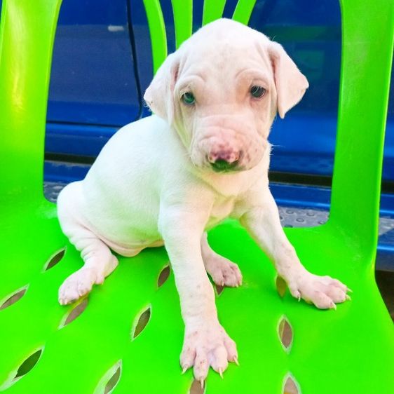 พิทบูล (Pitbull) ใหญ่ พิทบลู