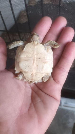 ขาย10ตัวยกชุด 0989499394 รูปที่ 6