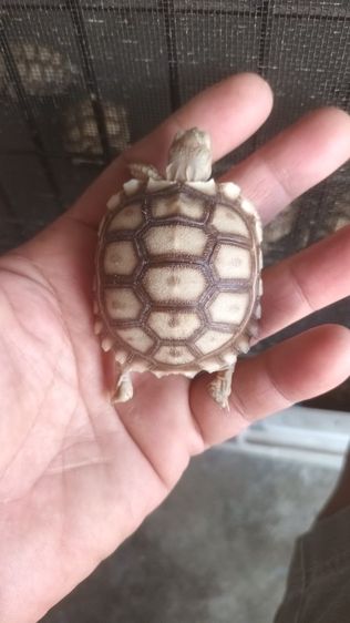 ขาย10ตัวยกชุด 0989499394 รูปที่ 7