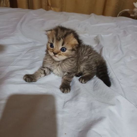 สก็อตติช โฟลด์ (Scottish Fold) สก๊อตโฟติช