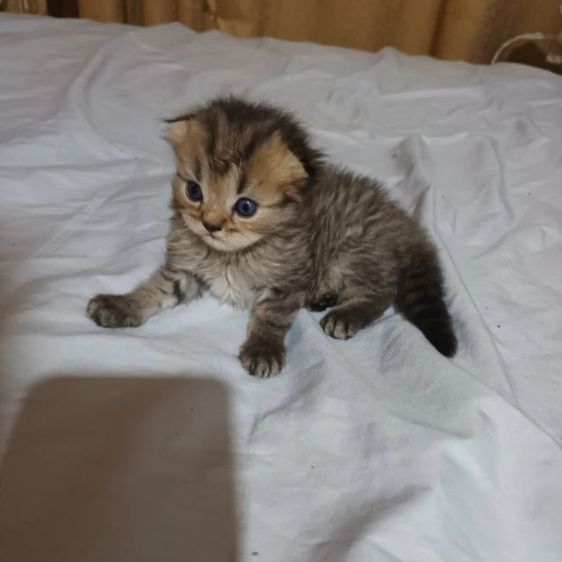 สก๊อตโฟติช รูปที่ 3