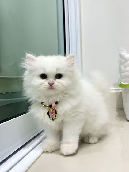 ดญ.สก็อตติช