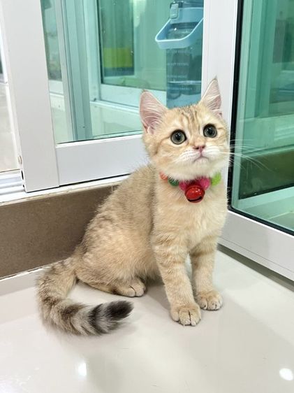 ดช.บริติช❌️ได้บ้าน รูปที่ 2