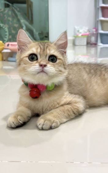 ดช.บริติช❌️ได้บ้าน รูปที่ 3