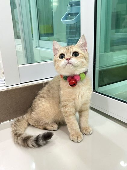 ดช.บริติช