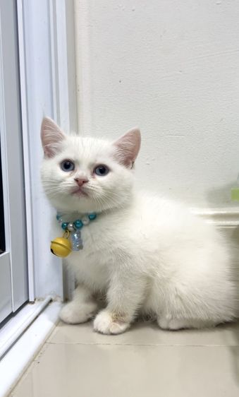 ดช.สก็อตติช