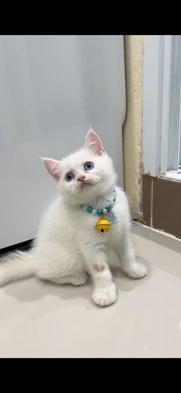 ดช.สก็อตติช❌️ได้บ้าน รูปที่ 2