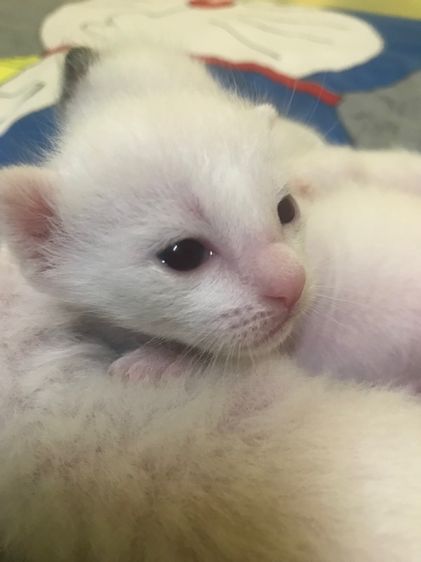 ลูกแมวน้อย