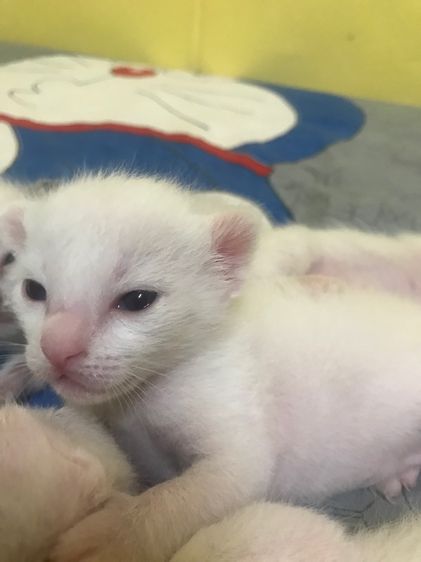 ลูกแมวน้อย รูปที่ 3