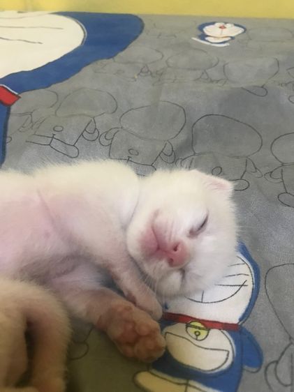 ลูกแมวน้อย รูปที่ 2