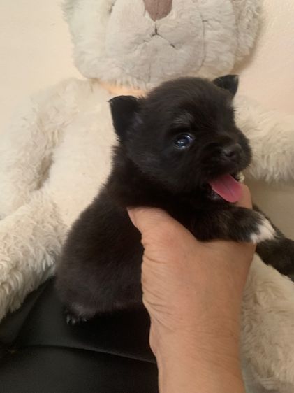 ขายลูกปอมแท้ไซส์มินิเพศเมีย น น ไม่เกินสองกิโล รูปที่ 2