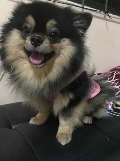 ขายลูกปอมแท้ไซส์มินิเพศเมีย น น ไม่เกินสองกิโล รูปที่ 5