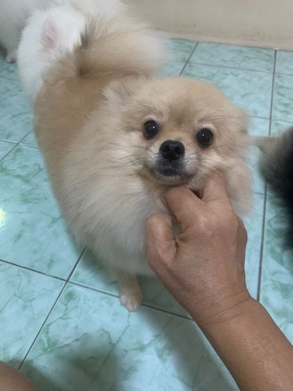 ขายลูกปอมแท้ไซส์มินิเพศเมีย น น ไม่เกินสองกิโล รูปที่ 4