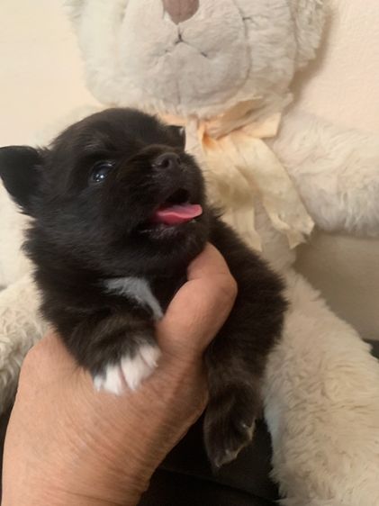 ปอมเมอเรเนียน (Pomeranian) เล็ก ขายลูกปอมแท้ไซส์มินิเพศเมีย น น ไม่เกินสองกิโล