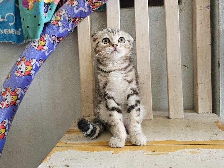 สก็อตติช รูปที่ 5