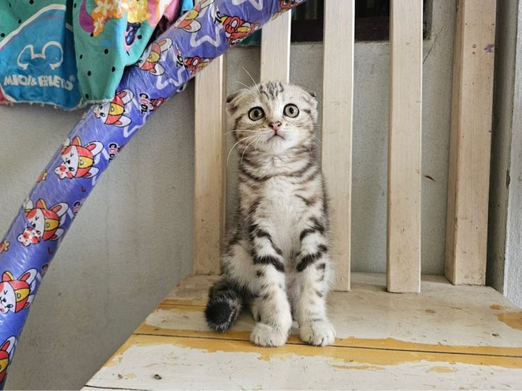 สก็อตติช รูปที่ 9