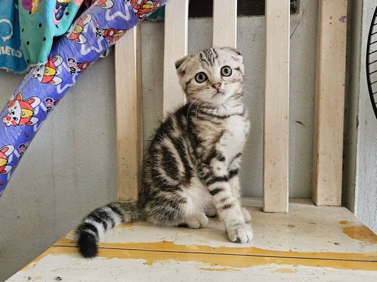 สก็อตติช รูปที่ 11