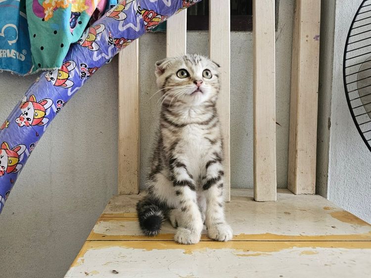 สก็อตติช รูปที่ 8