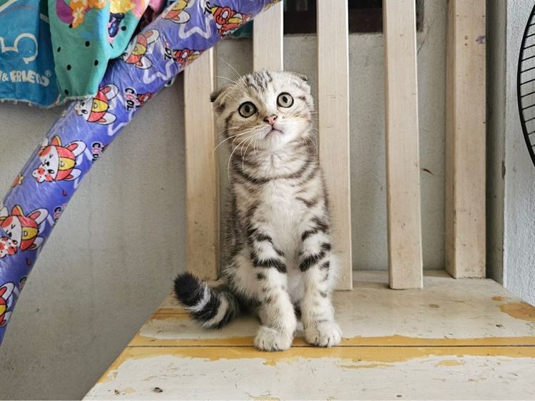 สก็อตติช