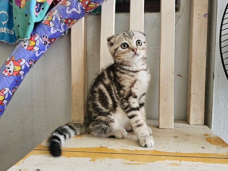 สก็อตติช รูปที่ 2