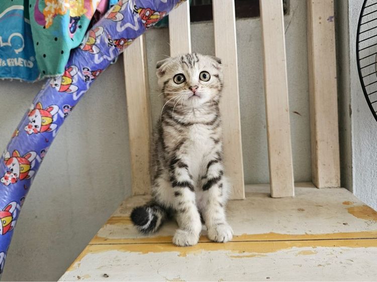 สก็อตติช รูปที่ 6