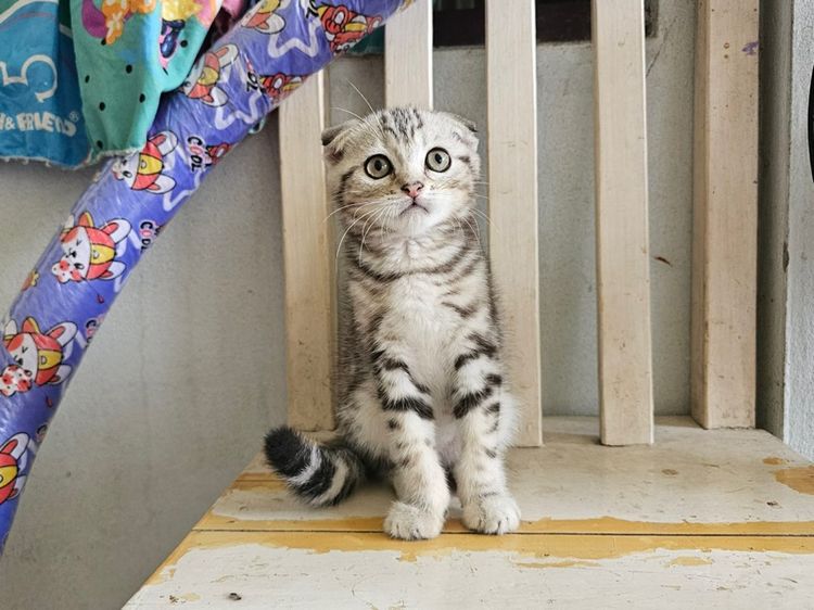 สก็อตติช รูปที่ 3