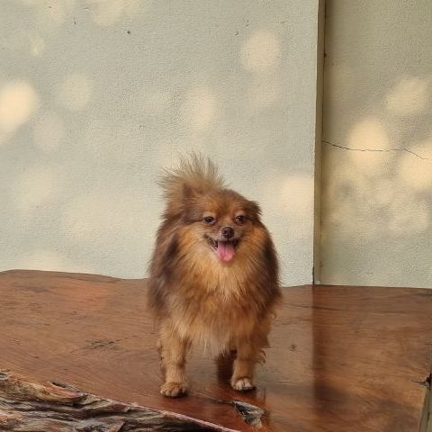 หาบ้านใหม่ (ฟรีคัดบ้านค่ะ) รูปที่ 3