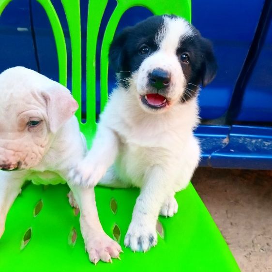 บางเเก้ว รูปที่ 4