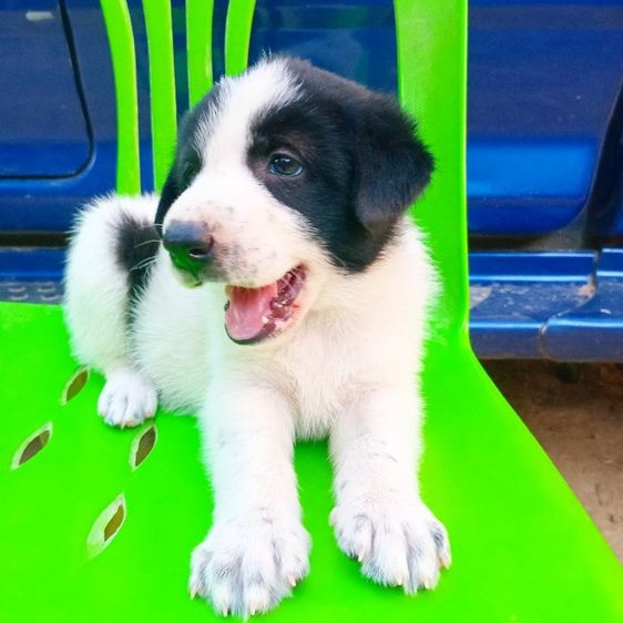 บางเเก้ว รูปที่ 8