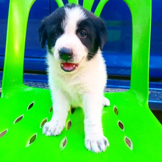 บางแก้ว (Thai Bangkaew Dog) ใหญ่ บางเเก้ว