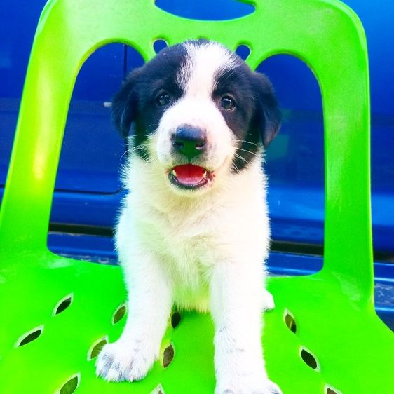 บางเเก้ว รูปที่ 2