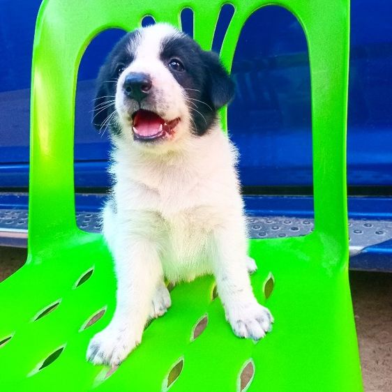 บางเเก้ว รูปที่ 9