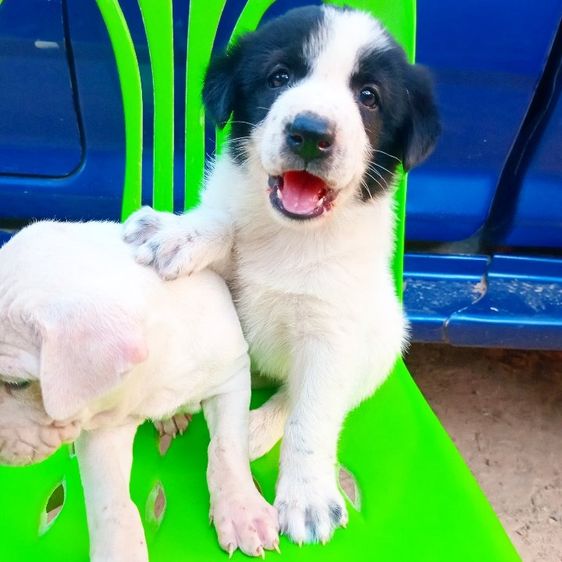 บางเเก้ว รูปที่ 5