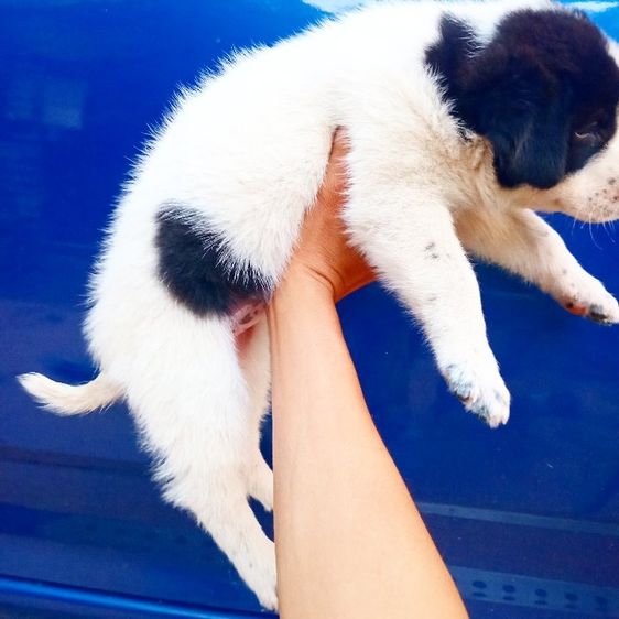 บางเเก้ว รูปที่ 11