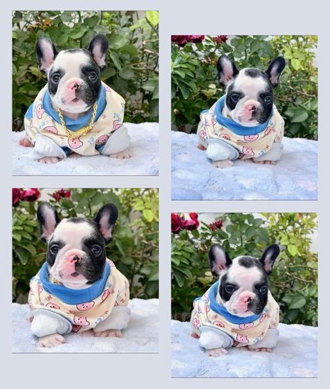 เฟรนบลูด็อก ชาย ลายวัว