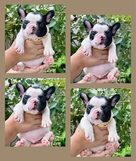 เฟรนบลูด็อก ชาย ลายวัว