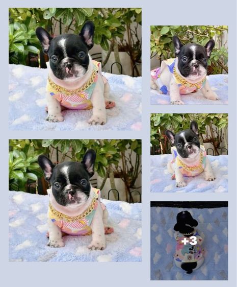 เฟรนช์ บูลด็อก (French Bulldog) เล็ก เฟรนบลูด็อก ชาย ลายวัว