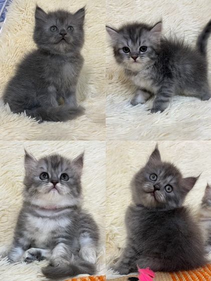 แมวเปอเซีน