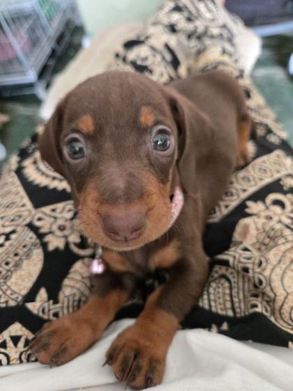 ดัชชุน2เดือน รูปที่ 15