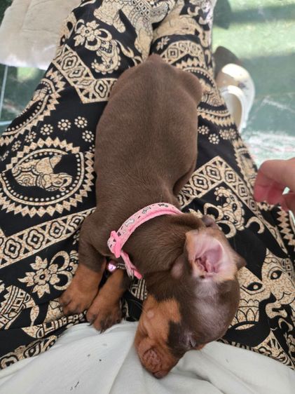 ดัชชุน2เดือน รูปที่ 14