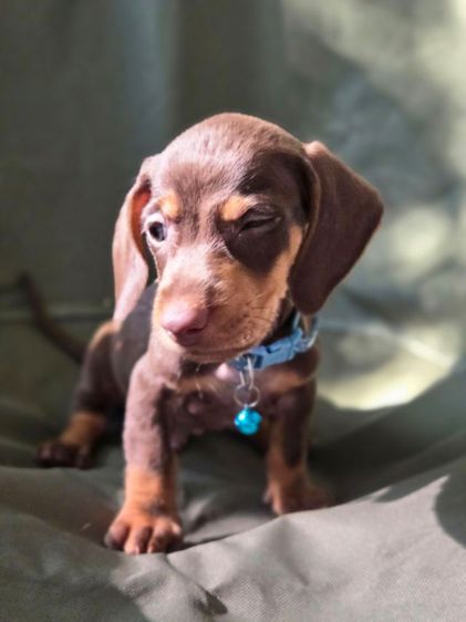 ดัชชุน2เดือน รูปที่ 13