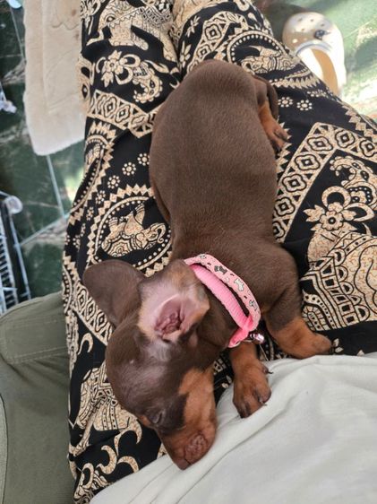 ดัชชุน2เดือน รูปที่ 16