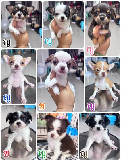 ชิวาวา (Chihuahua) เล็ก ชิวาว่า