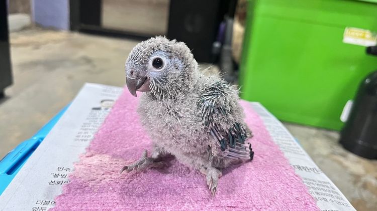 กรีนชีค บลูเยลโล่ รูปที่ 8