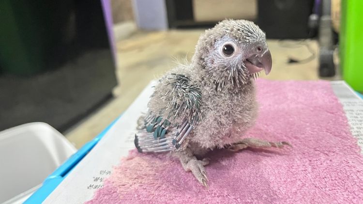 กรีนชีค บลูเยลโล่ รูปที่ 5