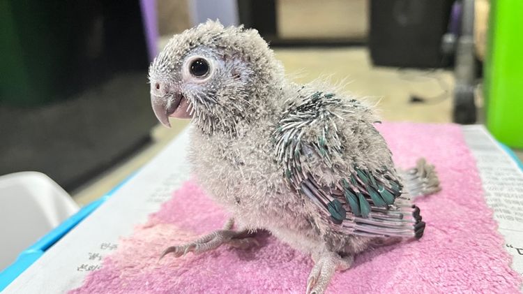 กรีนชีค บลูเยลโล่ รูปที่ 9