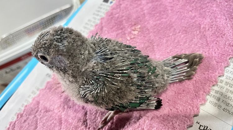 กรีนชีค บลูเยลโล่ รูปที่ 7