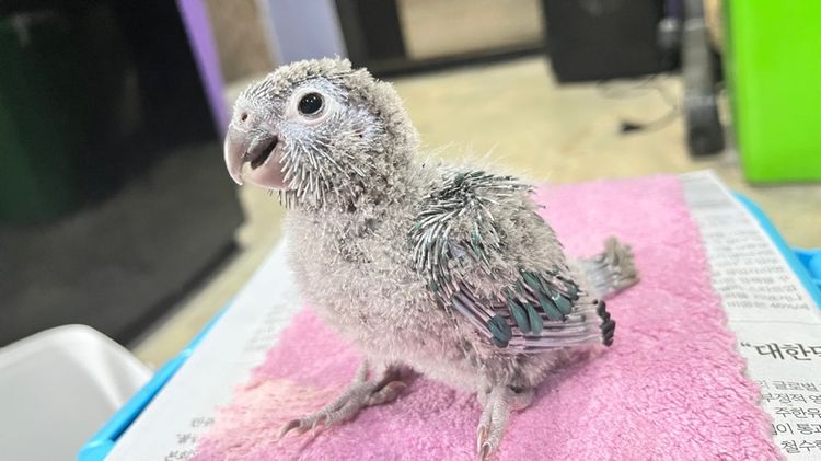 กรีนชีค บลูเยลโล่ รูปที่ 6